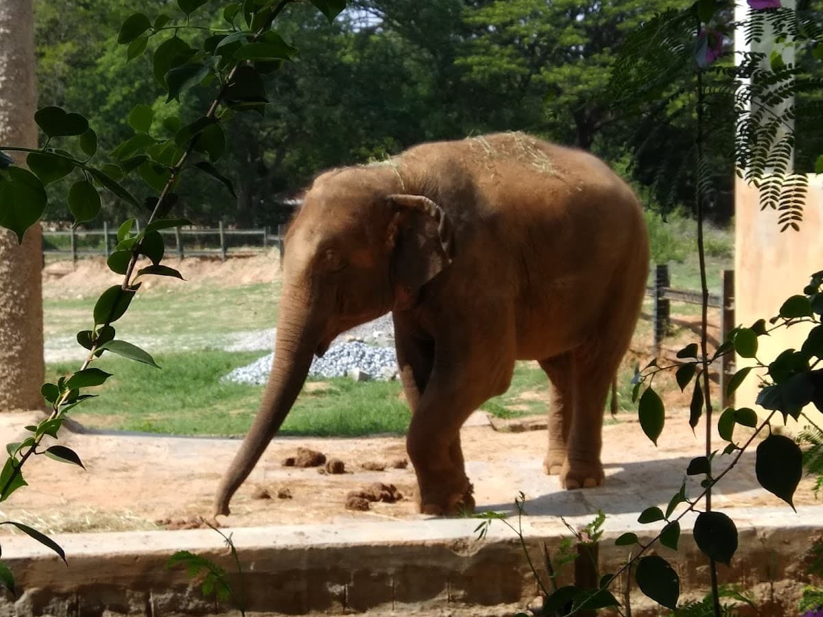 Sri Chamarajendra Zoological Gardens thumbnail 3