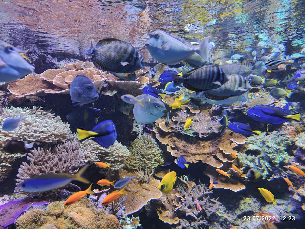 Den Blå Planet thumbnail 2