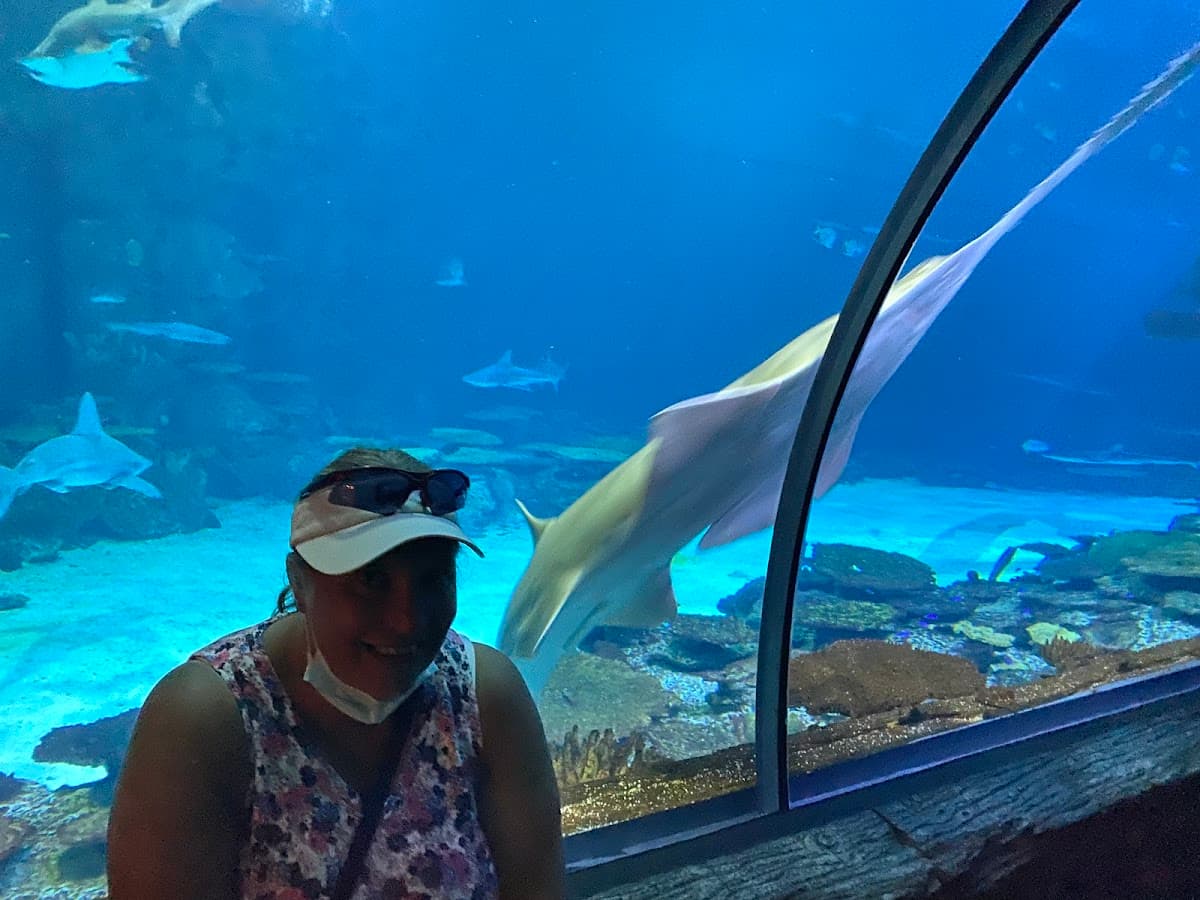 Shark Reef Aquarium at Mandalay Bay thumbnail 2