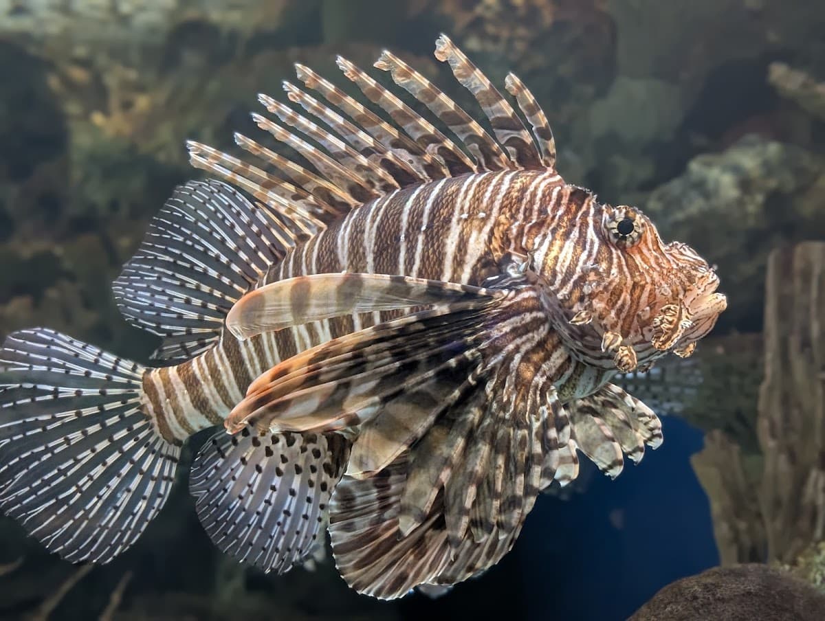 Shark Reef Aquarium at Mandalay Bay thumbnail 3