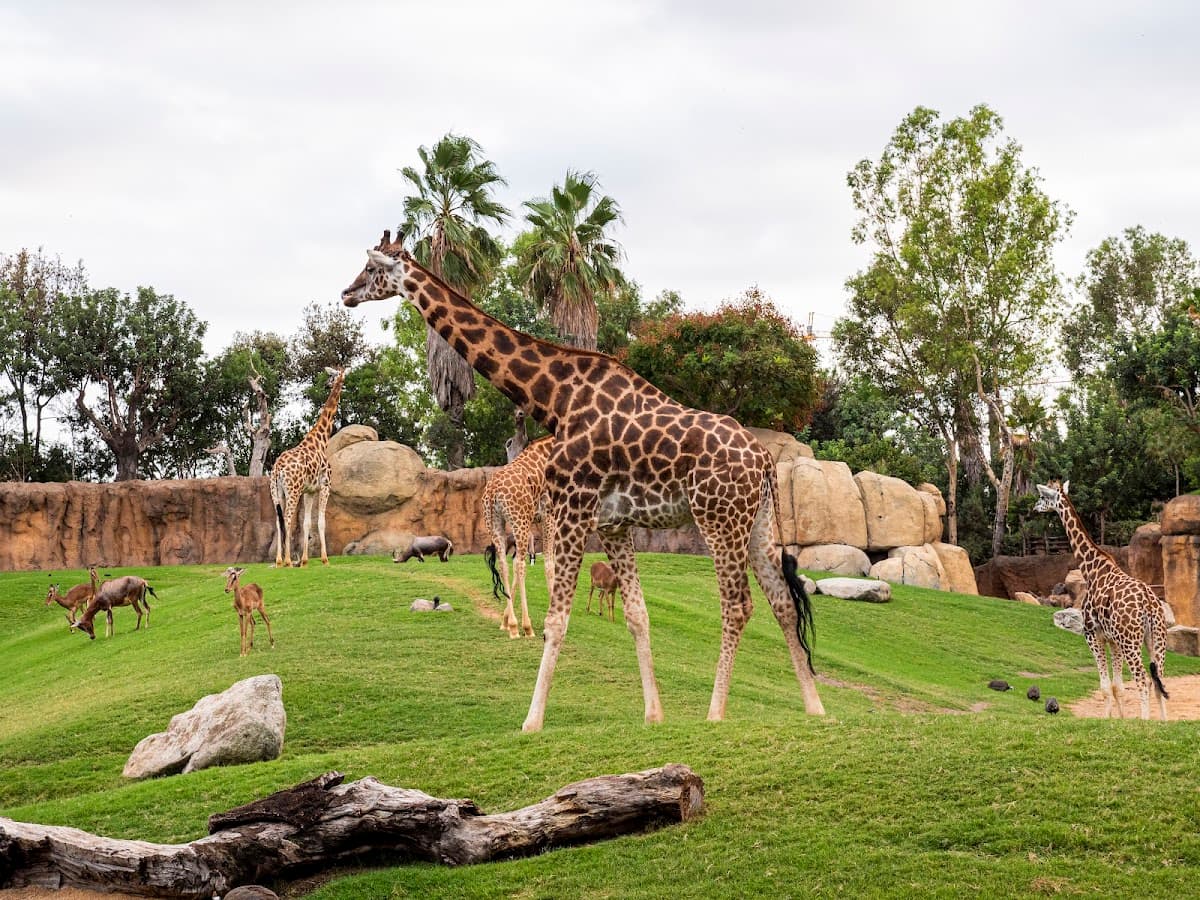Bioparc Valencia thumbnail 2