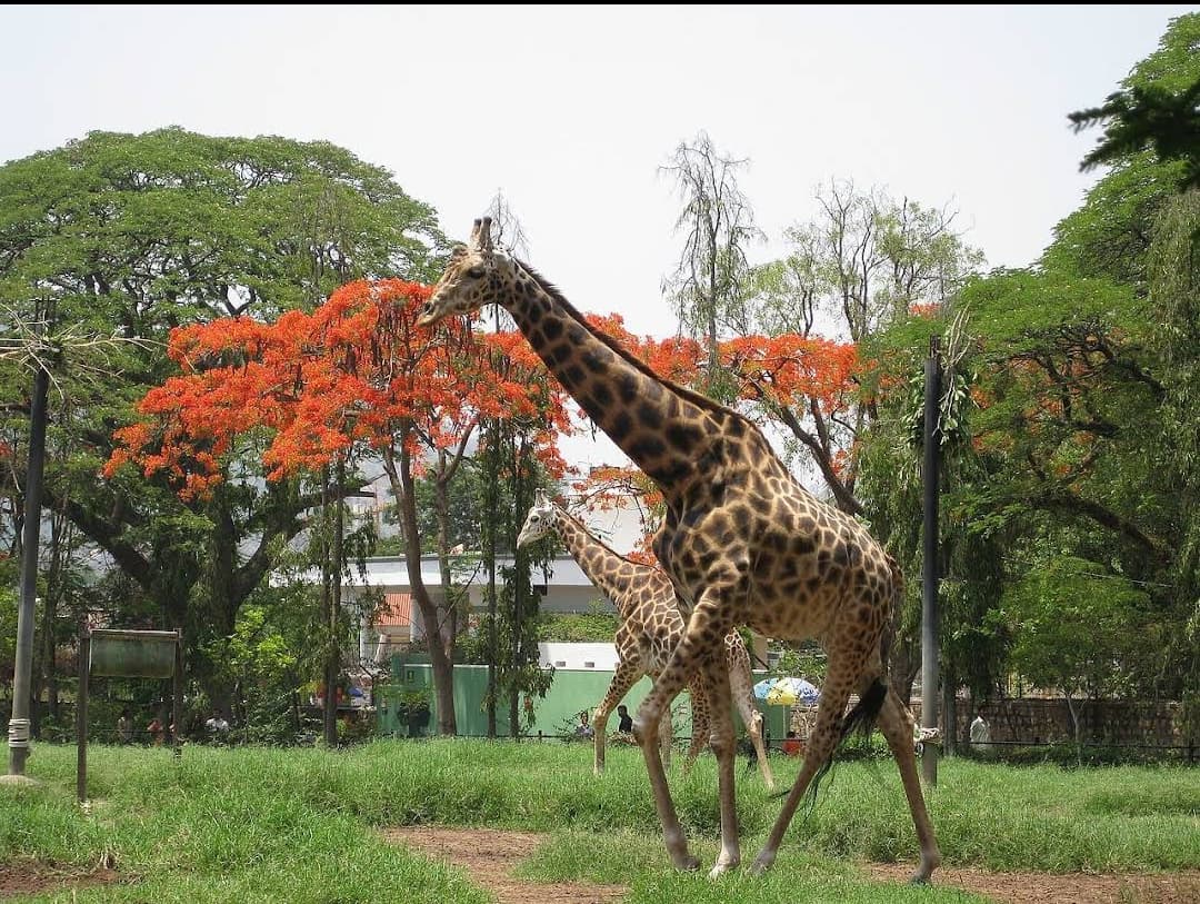 Sri Chamarajendra Zoological Gardens thumbnail 2