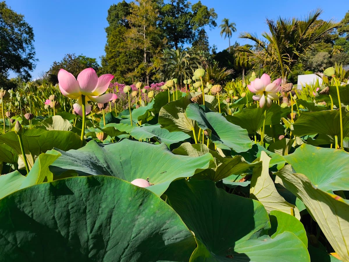 Royal Botanic Gardens Victoria - Melbourne Gardens thumbnail 3
