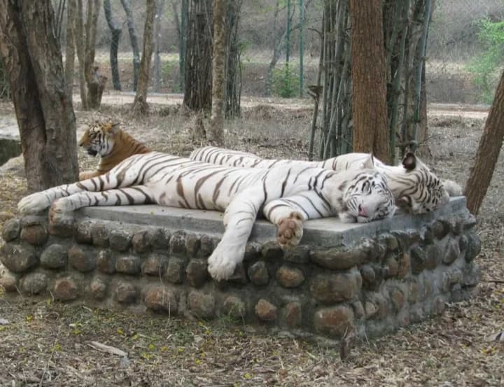 Bannerughatta Biological Park 1