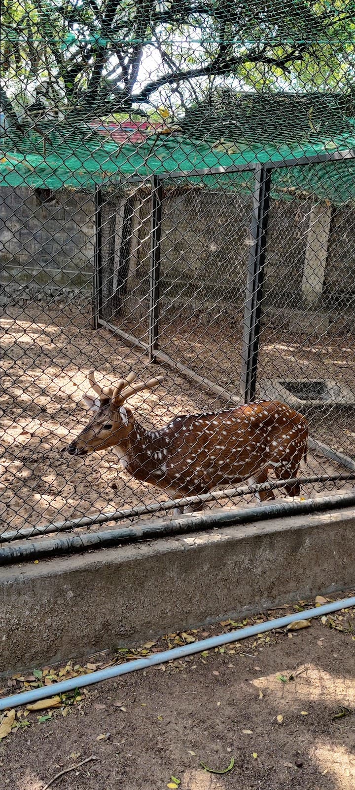 Guindy National Park thumbnail 3