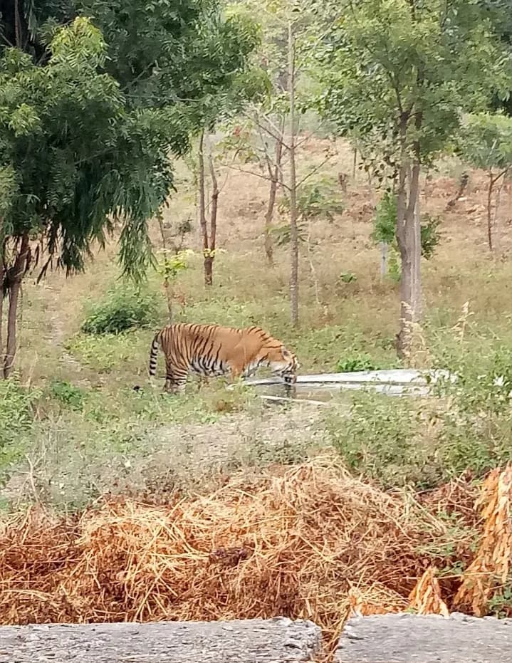 Sajjan Garh Biological Park thumbnail 2