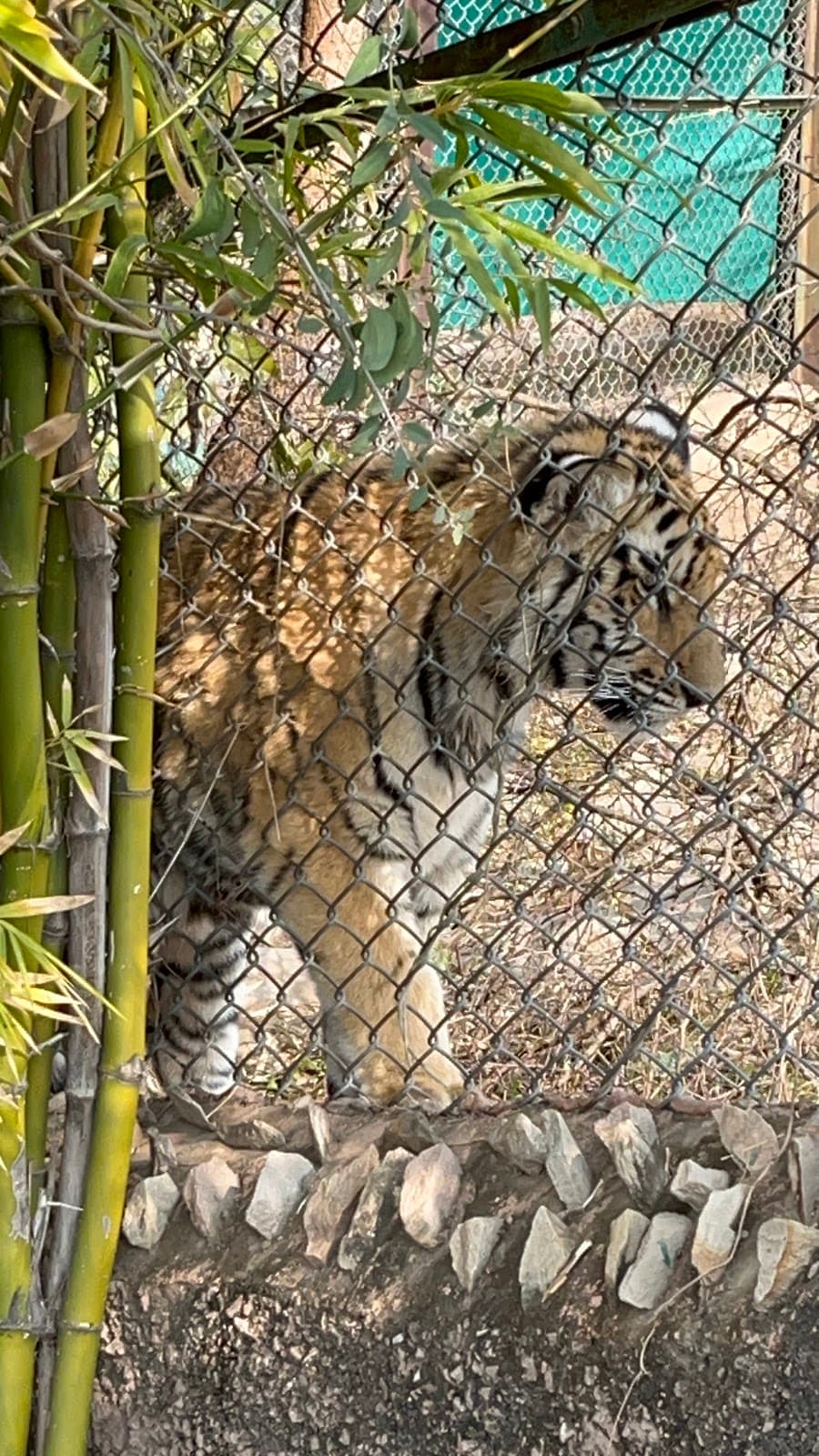 Nahargarh Biological Park thumbnail 2