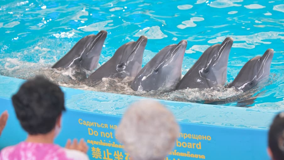 Dolphins Bay Phuket thumbnail 3