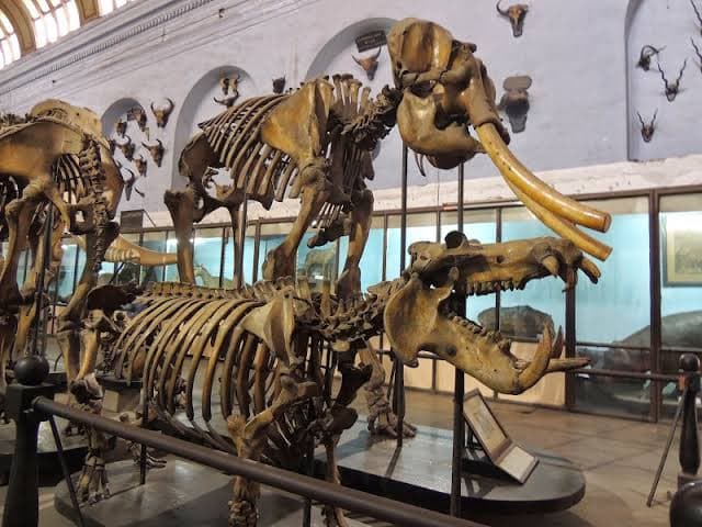 Indian Museum thumbnail 3