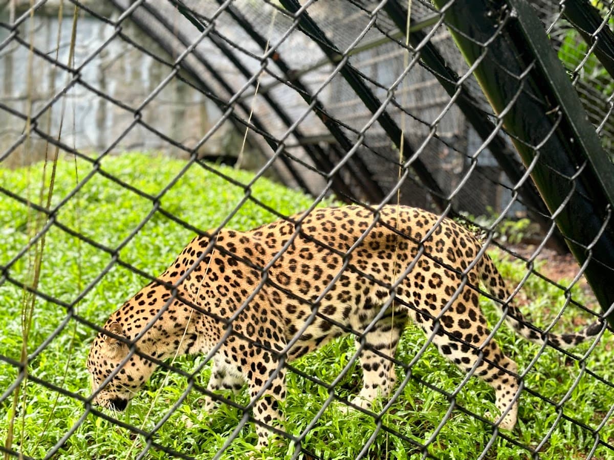 Thiruvananthapuram Zoo thumbnail 2