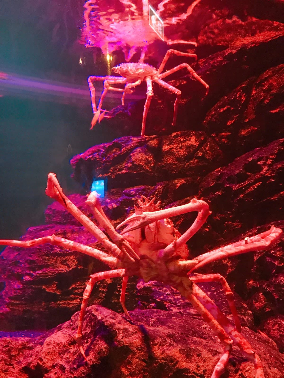 SEA LIFE Bangkok Ocean World thumbnail 3