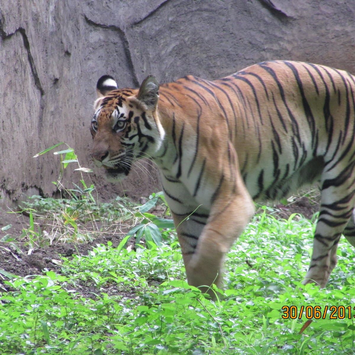 Rajiv Gandhi Zoological Park & Wildlife Research Center thumbnail 3