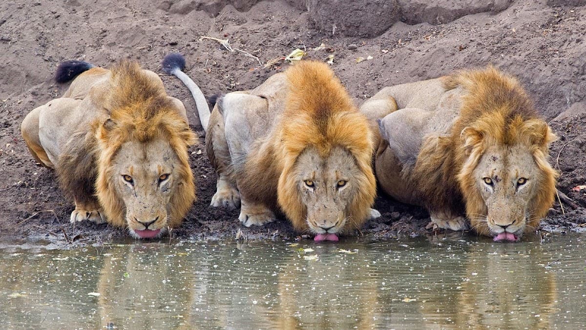 Kruger Park Safaris photo 1