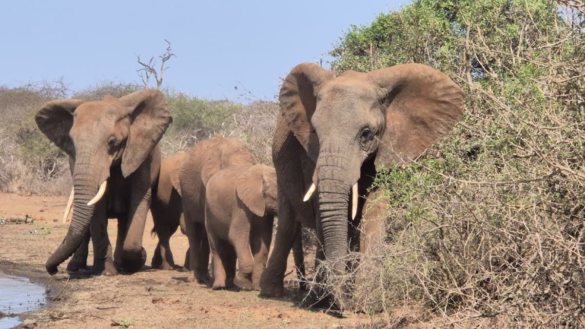 Kruger Park Safaris thumbnail 3