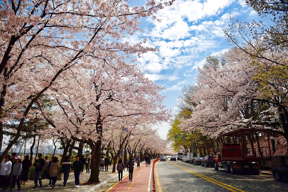 Yeouido Hangang Park thumbnail 3