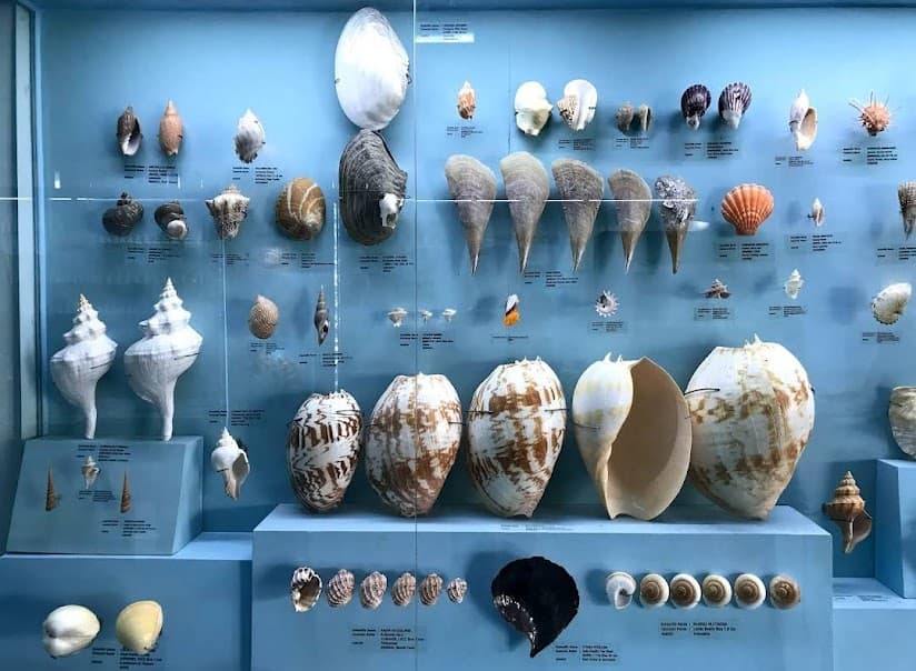 India Seashell Museum thumbnail 3