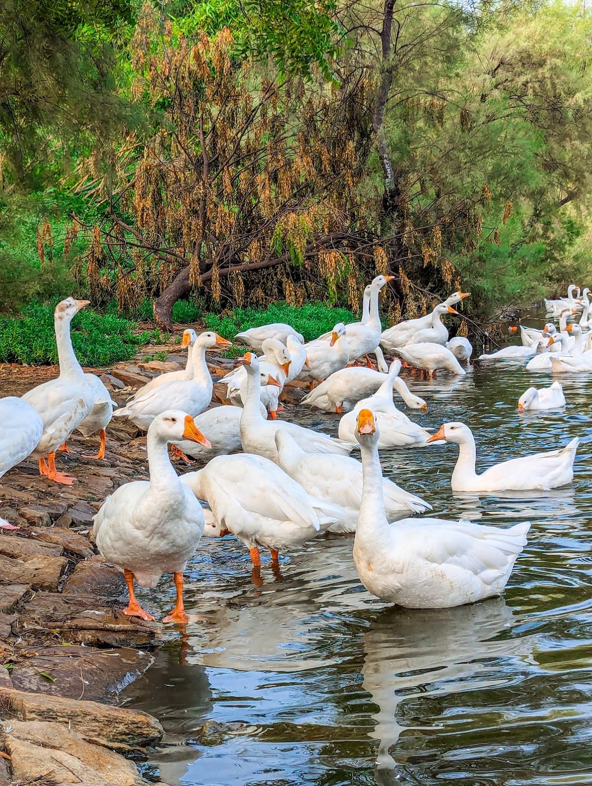 Japanese Park : Swarn Jayanti Park thumbnail 2