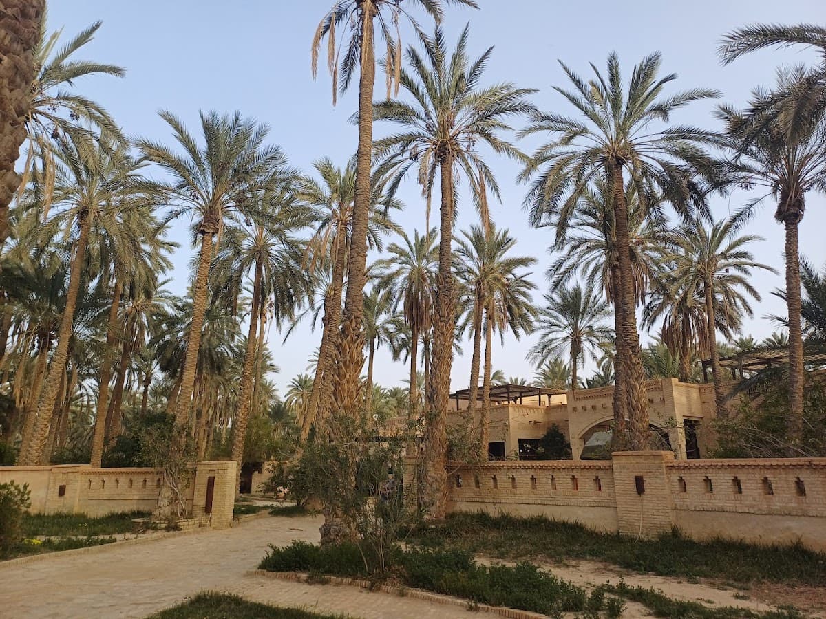 Eden Palm thumbnail 2