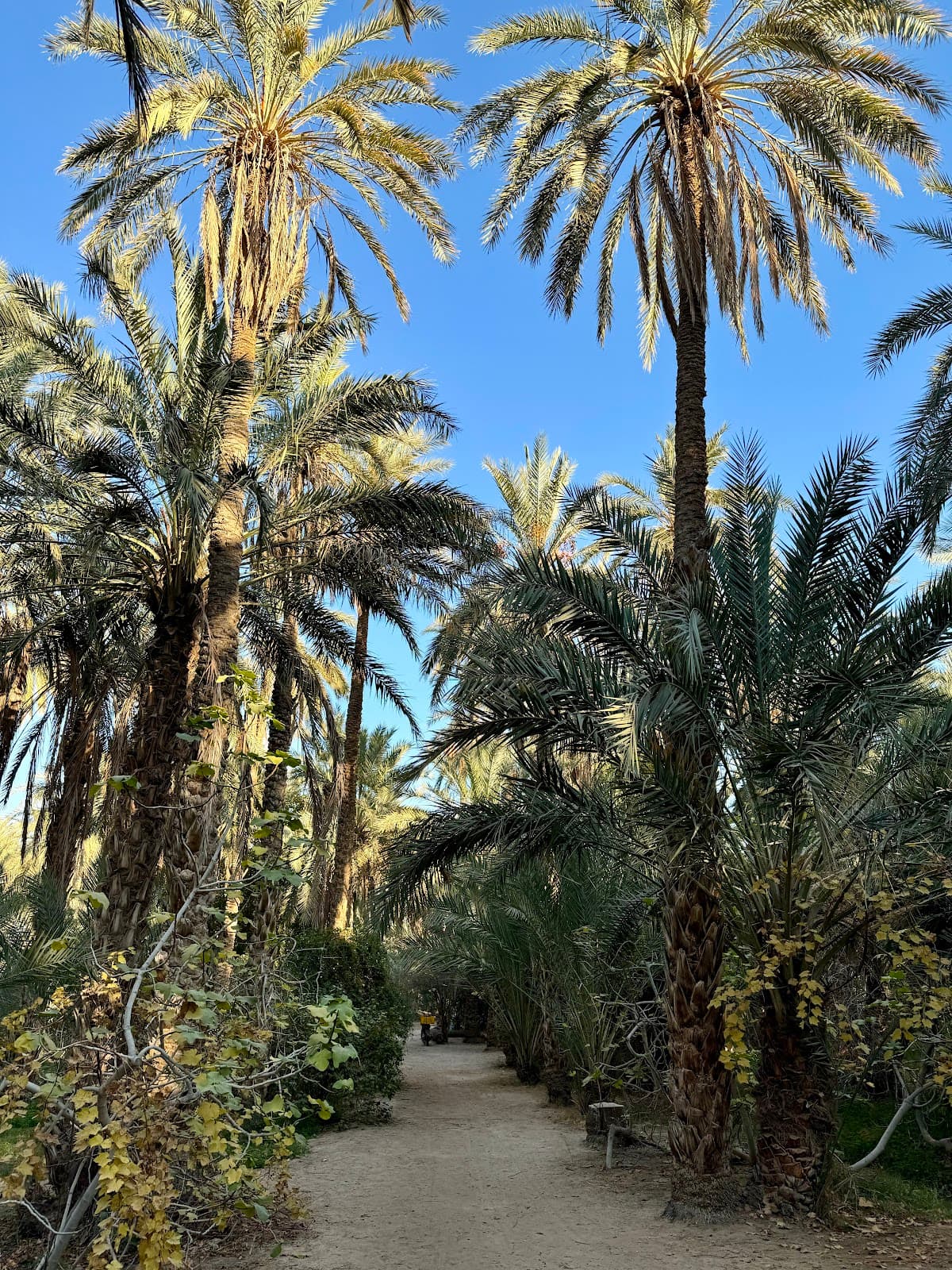 Eden Palm thumbnail 3