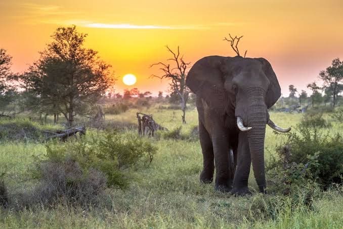 Kruger National Park 1