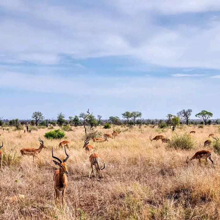Kruger National Park thumbnail 2