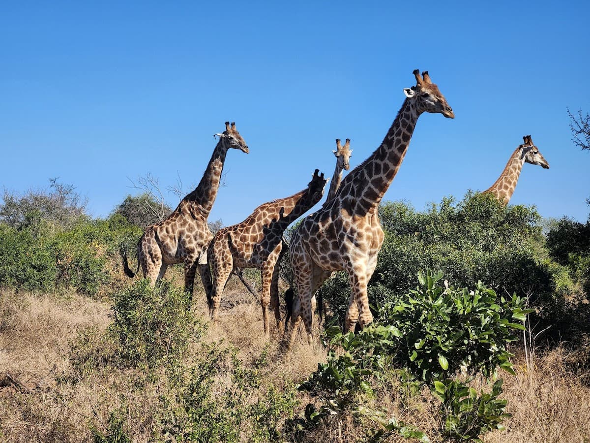 Kruger National Park thumbnail 3