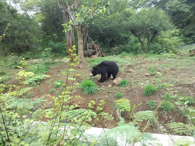 Rajiv Gandhi Zoological Park & Wildlife Research Center thumbnail 2