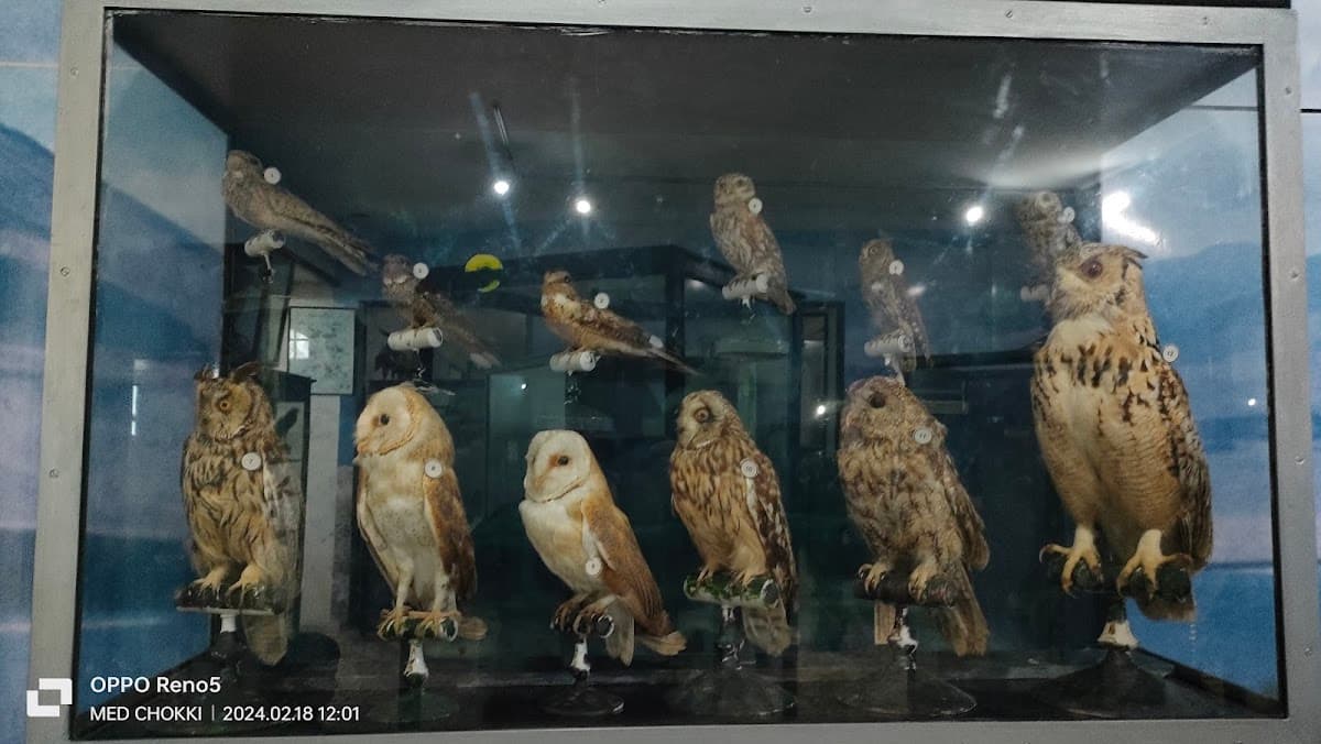 Carthage Oceanographic Museum thumbnail 3