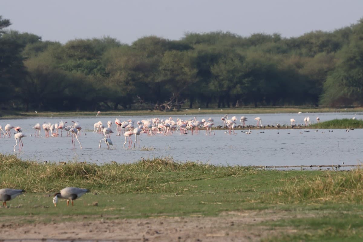 Thol Bird Sanctuary 1