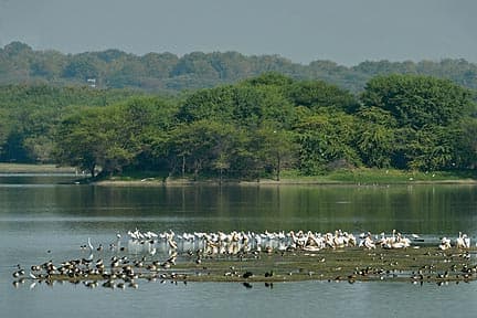 Thol Bird Sanctuary thumbnail 3