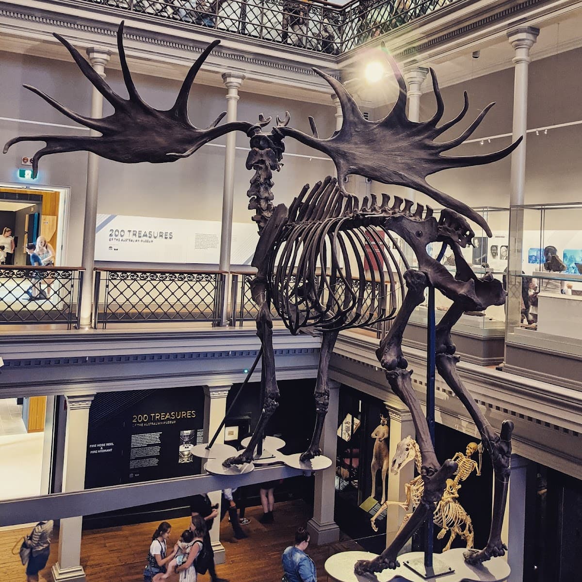 Australian Museum thumbnail 2