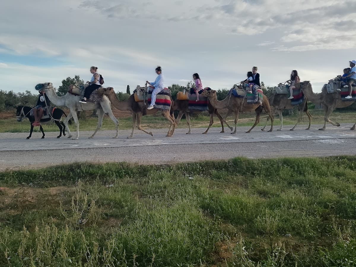 Local Excursions - Quadas, Camel trips, beach activities, half day / full day trips.