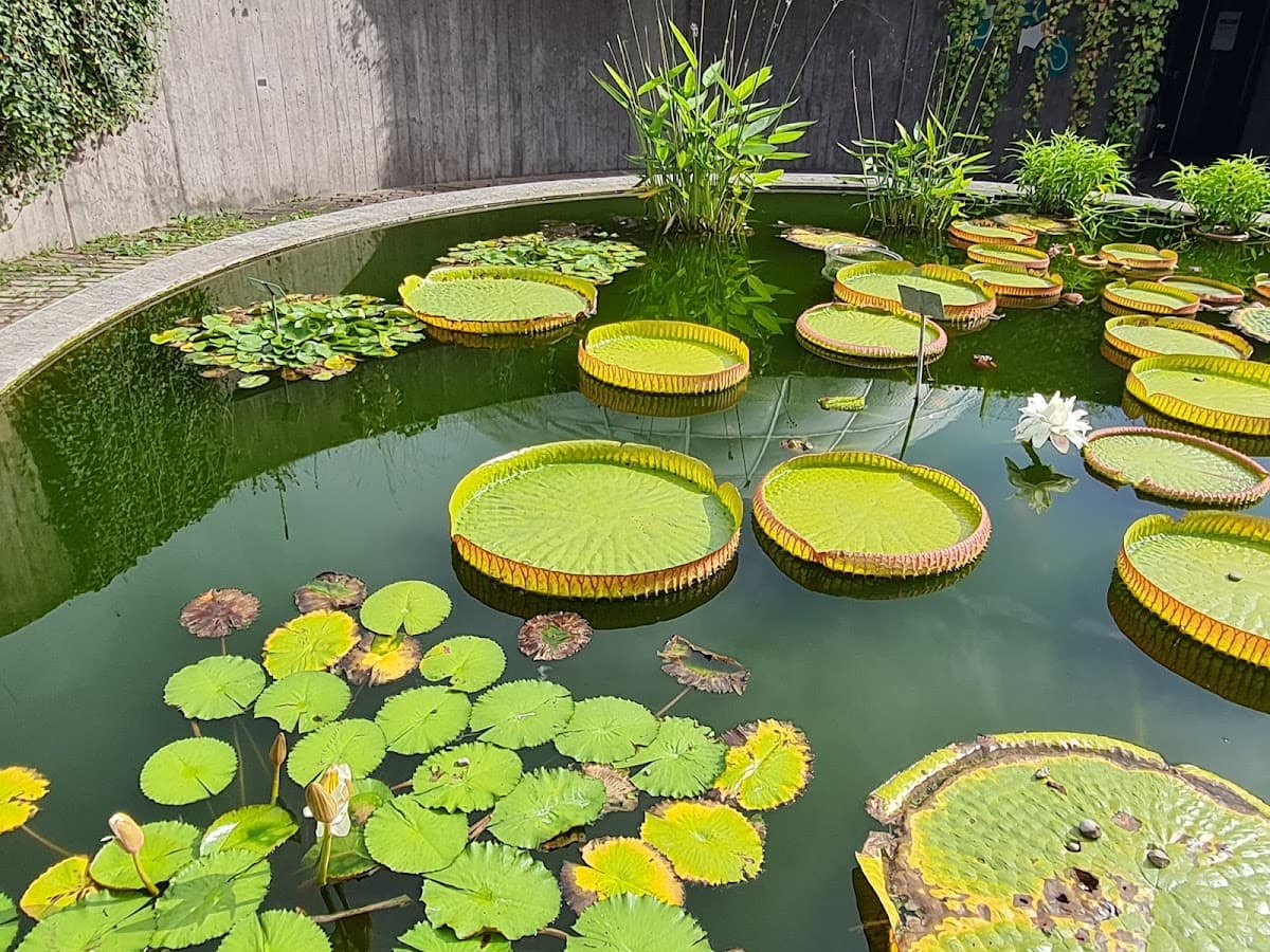 Botanical Garden thumbnail 2