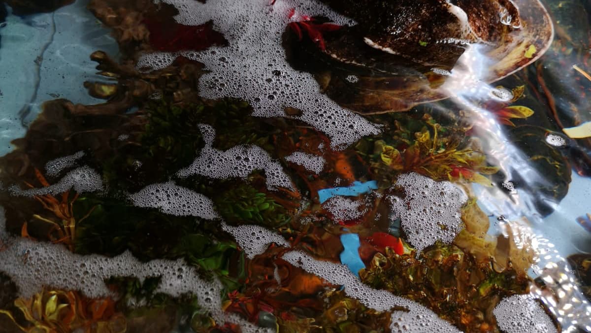 The Lobster House thumbnail 2