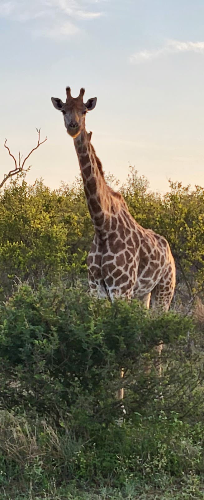 Malelane Gate @ Kruger National Park thumbnail 3