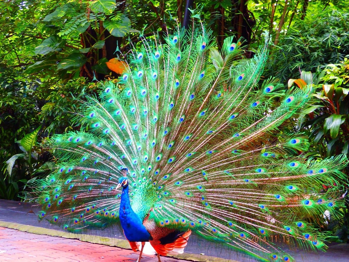 KL Bird Park thumbnail 3