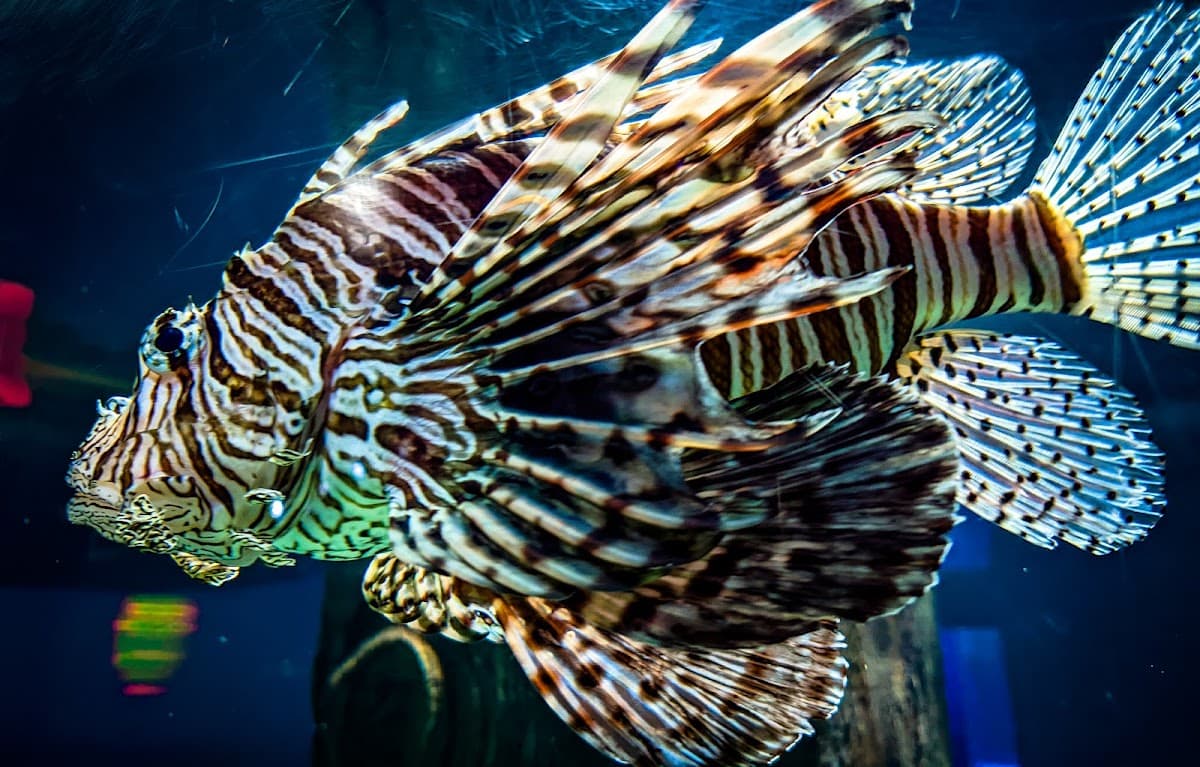 VGP Marine Kingdom thumbnail 2