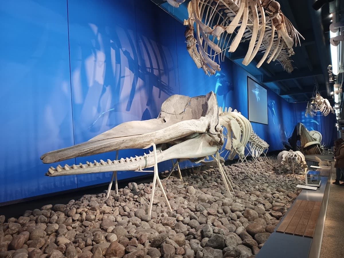 Museum of Natural History thumbnail 3
