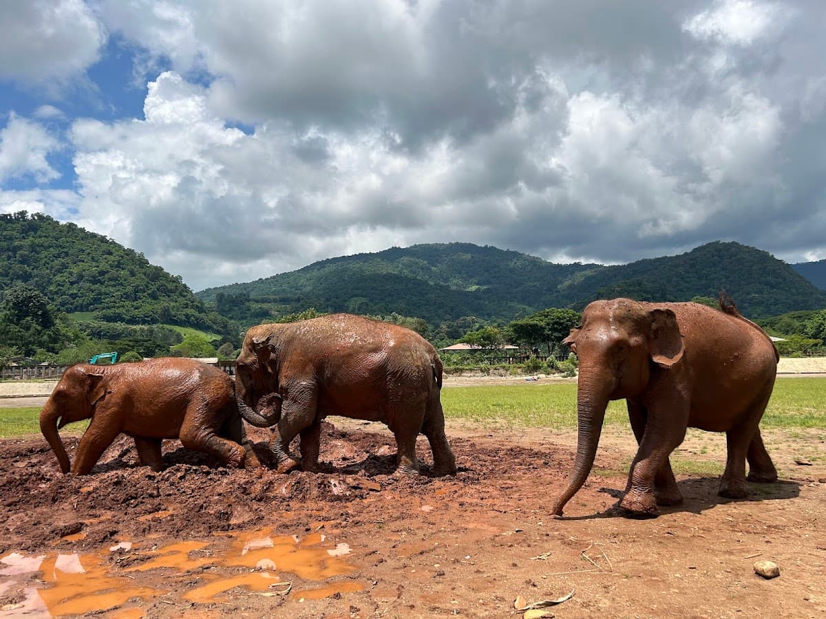Elephant Nature Park thumbnail 2