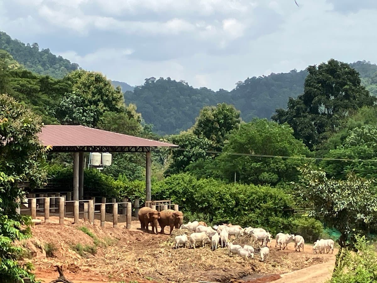 Elephant Nature Park thumbnail 3