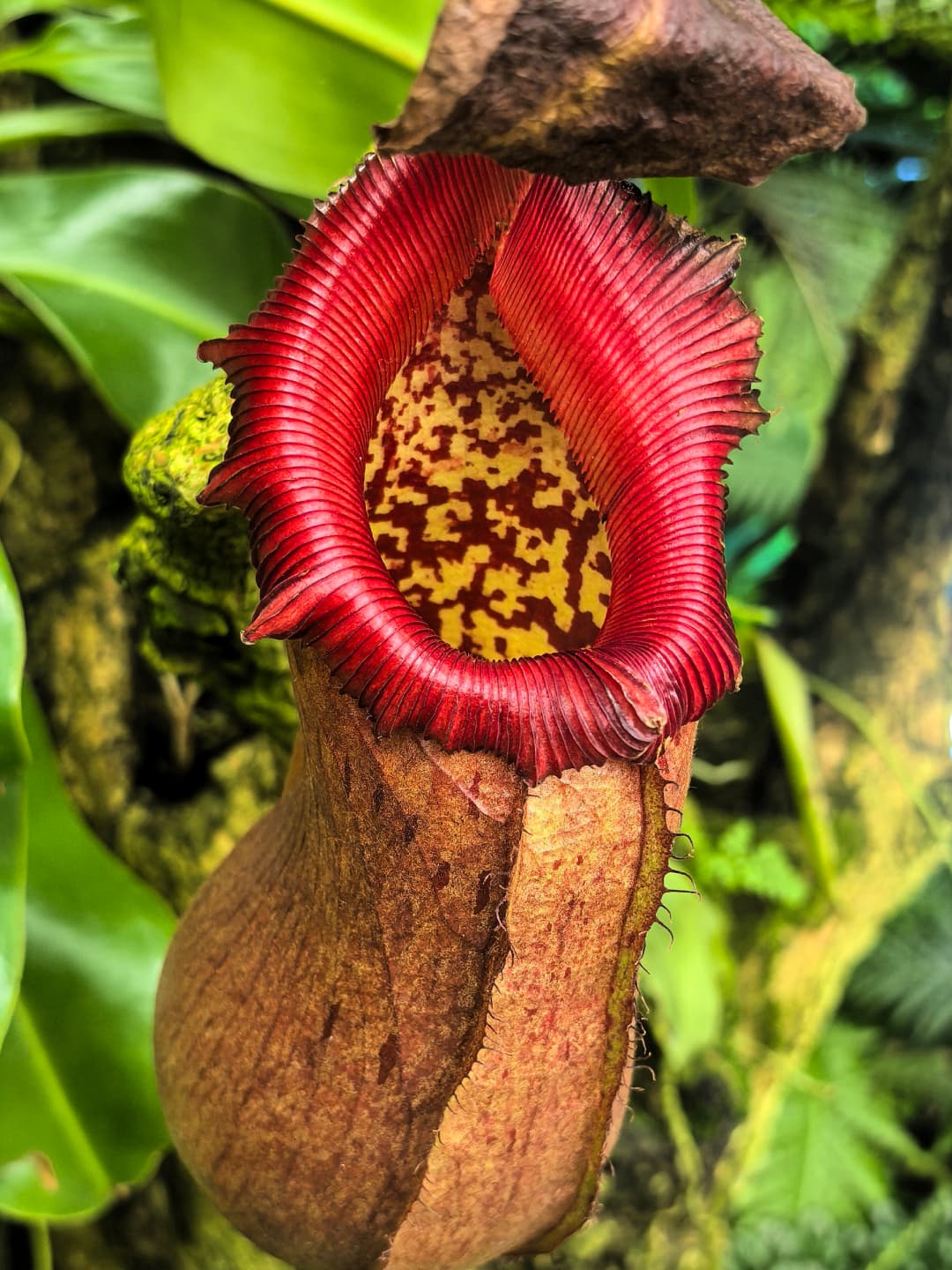 Cloud Forest thumbnail 3