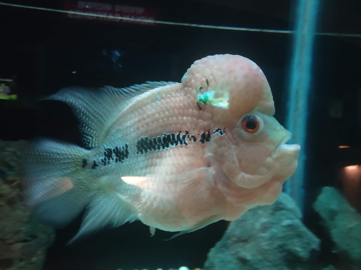 Ganga Aquarium thumbnail 2