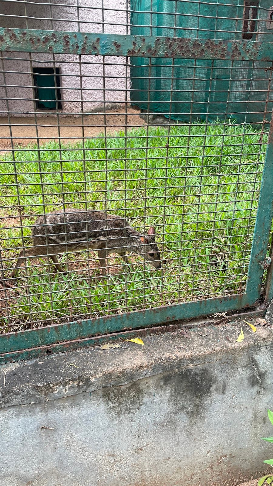 Arignar Anna Zoological Park thumbnail 3