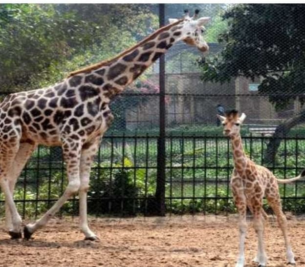Zoological Garden Alipore