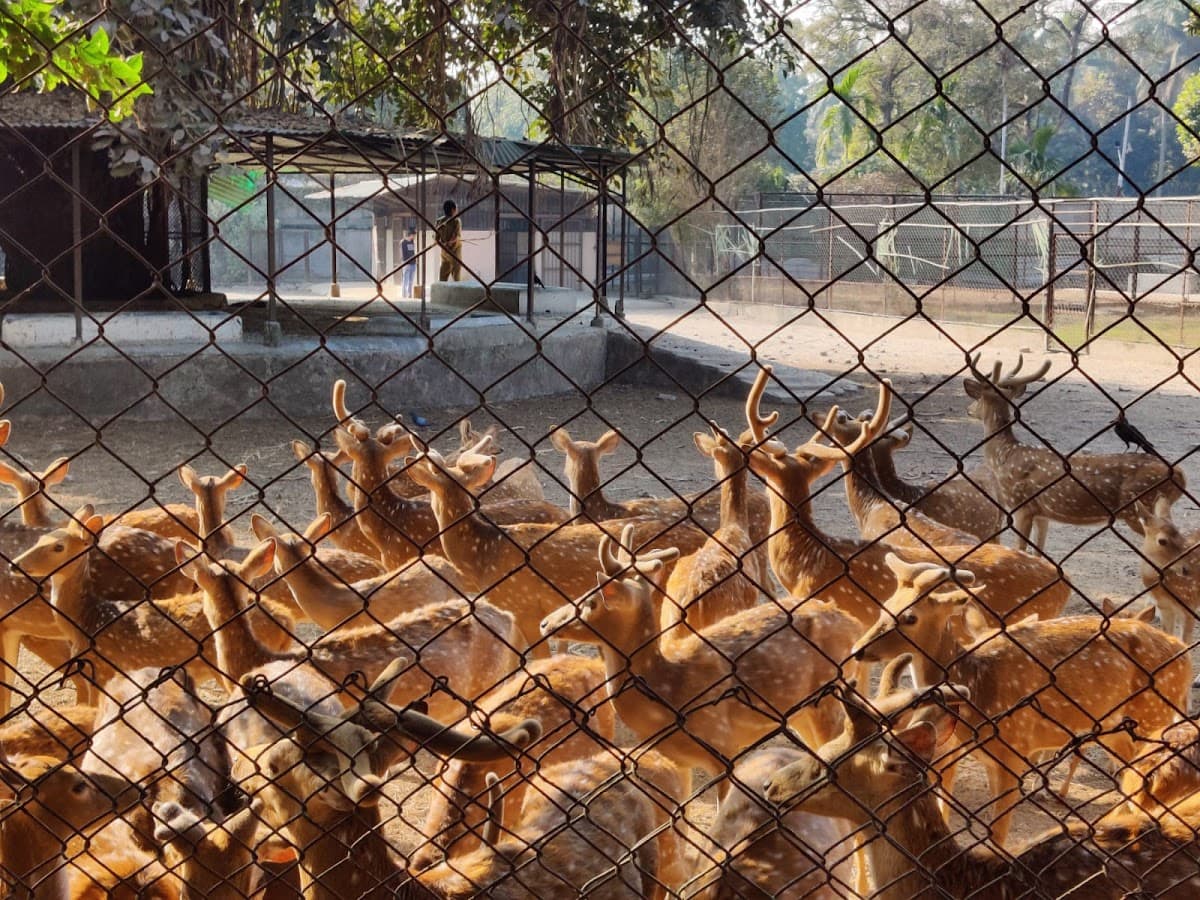 Zoological Garden Alipore thumbnail 3