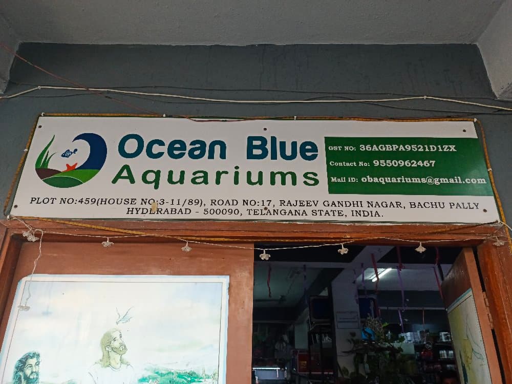 Ocean Blue Aquariums
