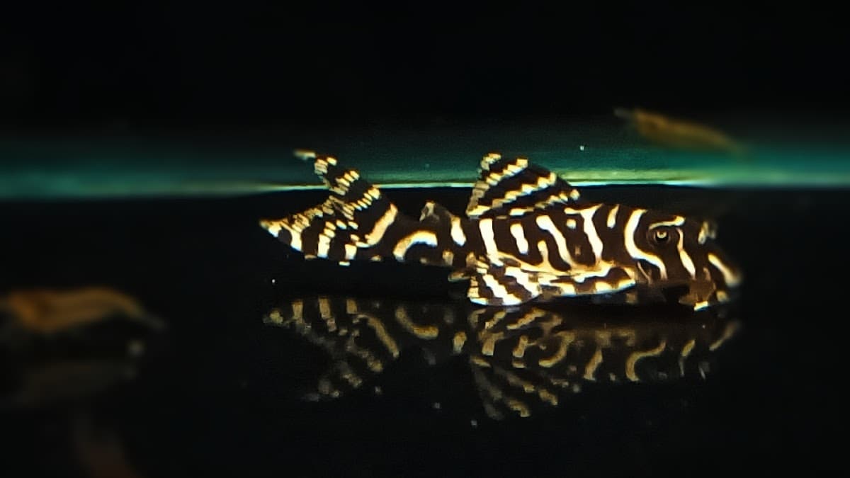 Ocean Blue Aquariums thumbnail 2