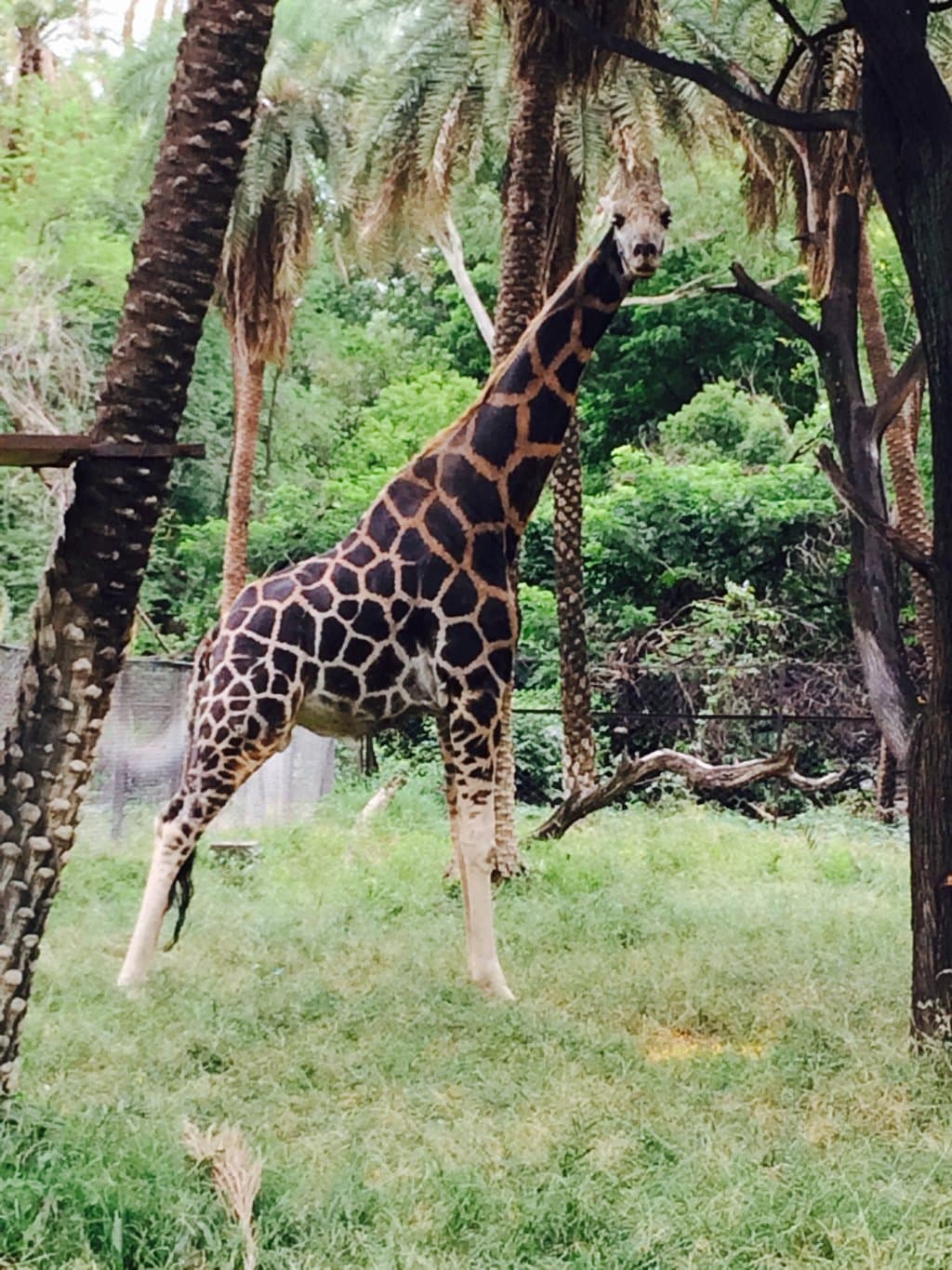 Nehru Zoological Park thumbnail 3
