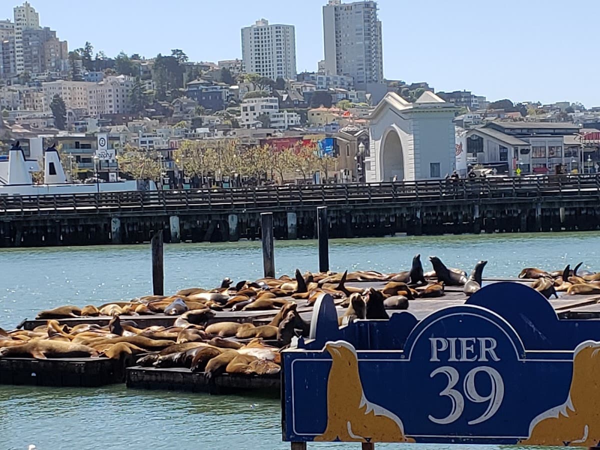 PIER 39 thumbnail 3
