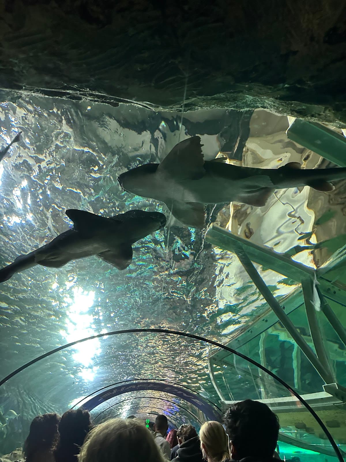 SEA LIFE Sydney Aquarium thumbnail 3